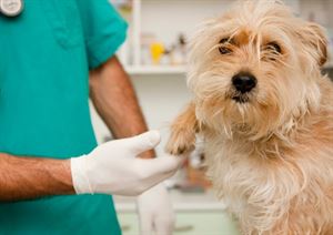 Splendido (Lega) interviene su carenza di assistenza veterinaria in provincia di Foggia   