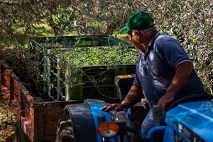 Fondi a sostegno dell’olivicoltura nei Programmi Operativi 2024, Unapol e OP preoccupate per piccole e medie aziende